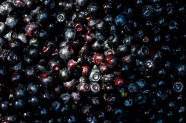 Taze yabanmersini. Taze toplanmış organik yaban mersini.