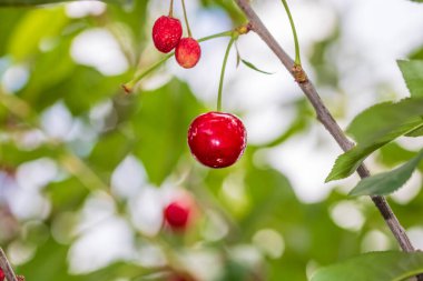 Kırmızı ve tatlı kiraz meyveleri. Olgun kirazların ayrıntıları