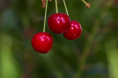 Kırmızı ve tatlı kiraz meyveleri. Olgun kirazların ayrıntıları