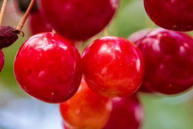 Kırmızı ve tatlı kiraz meyveleri. Olgun kirazların ayrıntıları