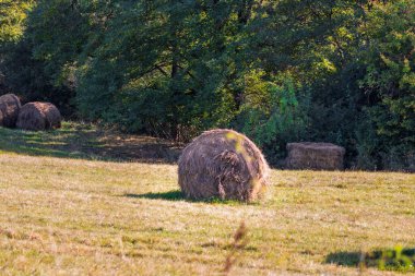 Hasat mevsiminde farklı ekinler ve samanlarla tarımsal tarlalarda altın saman balyaları