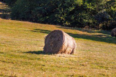 Hasat mevsiminde farklı ekinler ve samanlarla tarımsal tarlalarda altın saman balyaları
