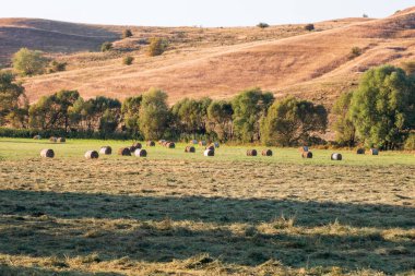 Hasat mevsiminde farklı ekinler ve samanlarla tarımsal tarlalarda altın saman balyaları