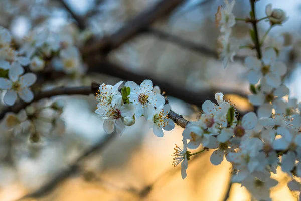 Bahar bahçesinde çiçek açan kiraz ağacı dalları ve yumuşak pembe çiçekler.