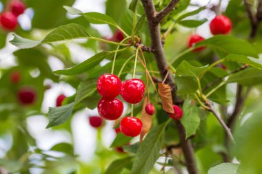Kırmızı ve tatlı kiraz meyveleri. Olgun kirazların ayrıntıları