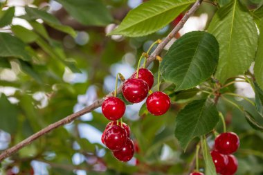 Kırmızı ve tatlı kiraz meyveleri. Olgun kirazların ayrıntıları