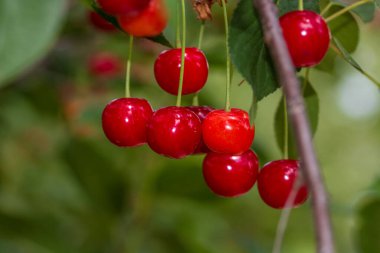 Kırmızı ve tatlı kiraz meyveleri. Olgun kirazların ayrıntıları