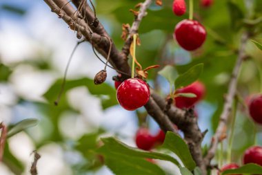 Kırmızı ve tatlı kiraz meyveleri. Olgun kirazların ayrıntıları