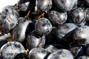 Taze iştah açıcı olgun kırmızı üzümler detaylı bir makro fotoğrafta deri dokusunu ve yiyecek arka planı için doğal gelişimi gösteriyor.