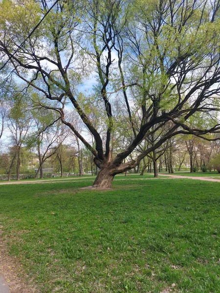 Tree Crown Explosive — Stock Photo, Image