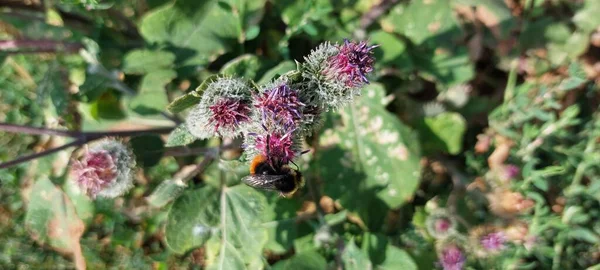 Пчела Волнах — стоковое фото
