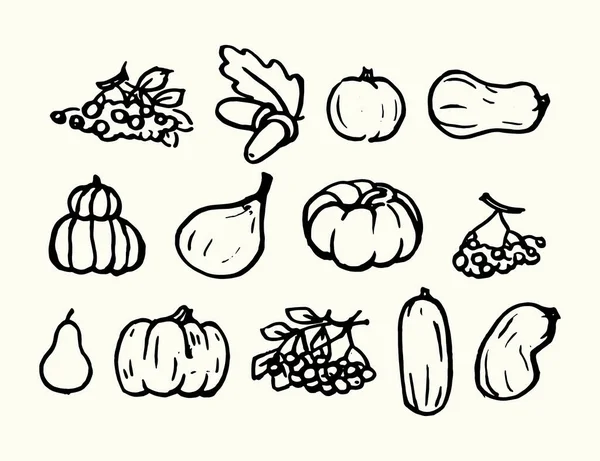 Colheita Outono Uma Grande Coleção Abóboras Abobrinha Bagas Frutas Legumes —  Vetores de Stock