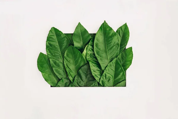 Diseño creativo hecho de hojas verdes frescas en el marco. Puesta plana. — Foto de Stock