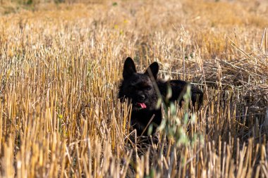 Küçük siyah köpek pipetin içinde oynuyor. Sahada oynayan Yorkshire Teriyeri ile Fransız Bulldog karışımı. Küçük bir köpeğin portresi. Metis köpek..