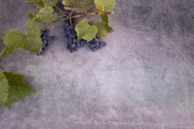 Kırmızı şarap yapmak için üzüm. Taze üzüm ve yapraklarla dolu bir arka plan. Uzayı kopyala Yukarıdan bak. Düz yatıyordu.