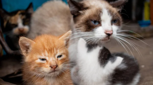 Familia Los Gatos Acerca Madre Gato Con Gatitos Enfoque Selectivo — Foto de Stock