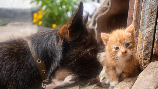 Small ginger kitten with a small black dog. Selective focus. Focus on the kitten.