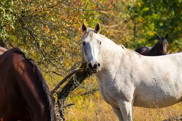 Een Groep Witte Bruine Paarden Grazen Wei Tegen Achtergrond Van — Stockfoto