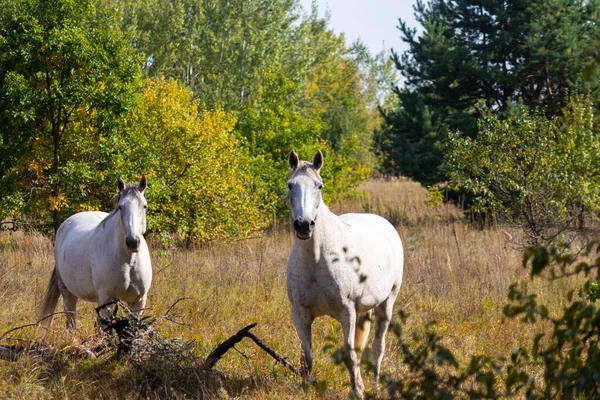 一群白马和棕色的马在秋天的树后草场上吃草 自然背景 — 图库照片