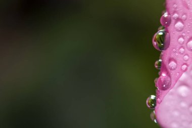 Hassas Macro duvar kağıdı. Su damlalarını yeşil arka plandaki pembe bir yaprağın üzerine damlatın. Seçici odak.