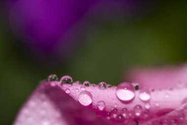 Hassas Macro duvar kağıdı. Su damlalarını yeşil arka plandaki pembe bir yaprağın üzerine damlatın. Seçici odak.