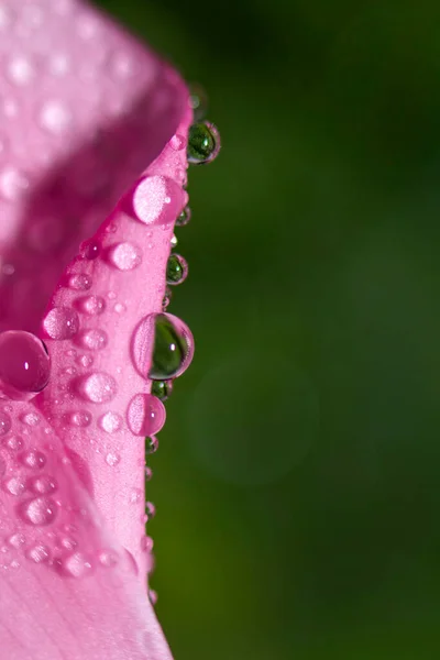 매크로 가까이 배경에 분홍색 물방울이 떨어진다 선택적 — 스톡 사진