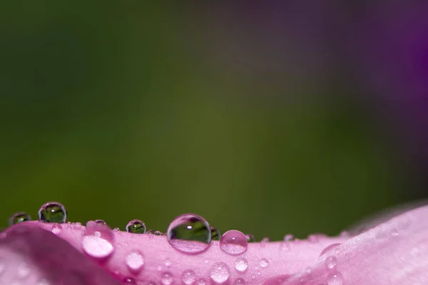 Papier Peint Macro Délicat Gros Plan Gouttes Eau Sur Une — Photo