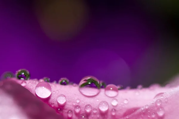 추상적 매크로 Close Water Drops Pink Flower Violet Background Selective — 스톡 사진