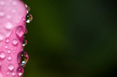 Hassas Macro duvar kağıdı. Su damlalarını yeşil arka plandaki pembe bir yaprağın üzerine damlatın. Seçici odak.