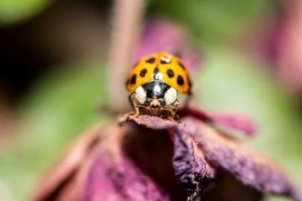 Foto macro. Pequeña mariquita rojo-naranja. Fondo suave y borroso. — Foto de Stock