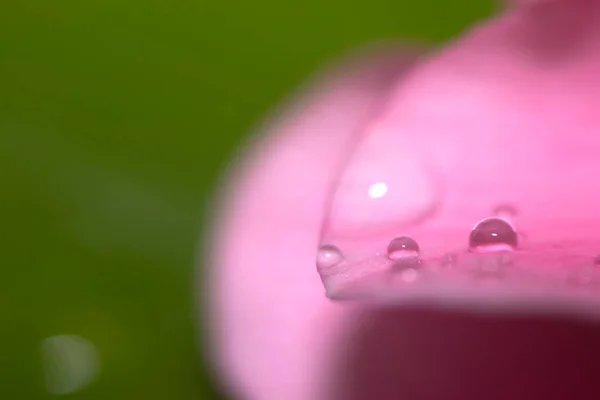 Close-up van waterdruppels op een roze blad van een bloem op een groene achtergrond. Selectieve focus. Delicate Macro wallpaper. — Stockfoto