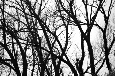 Beyaz arka planda soyut ağaç silueti. Yaprakları olmayan bir ağacın karanlık dalları ile arka plan.