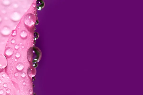 추상적 매크로 Close Water Drops Pink Flower Violet Background Selective — 스톡 사진