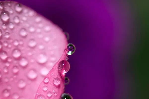 추상적 매크로 Close Water Drops Pink Flower Violet Background Selective — 스톡 사진