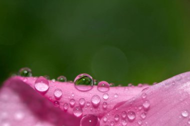 Hassas Macro duvar kağıdı. Su damlalarını yeşil arka plandaki pembe bir yaprağın üzerine damlatın. Seçici odak.