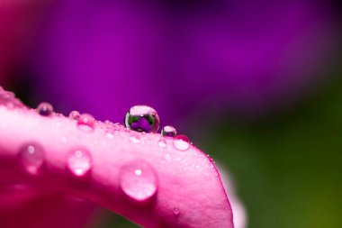 Hassas Macro duvar kağıdı. Su damlalarını yeşil arka plandaki pembe bir yaprağın üzerine damlatın. Seçici odak.