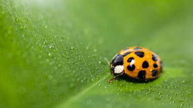Küçük kırmızı uğur böceği. Yumuşak ve bulanık arkaplan. Makro fotoğraf.