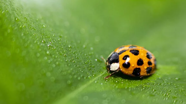 Küçük kırmızı uğur böceği. Yumuşak ve bulanık arkaplan. Makro fotoğraf.