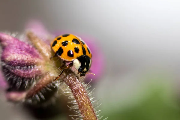 Küçük kırmızı uğur böceği. Yumuşak ve bulanık arkaplan. Makro fotoğraf.