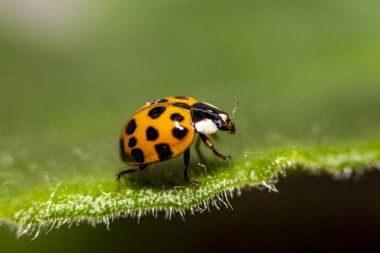 Küçük kırmızı uğur böceği. Yumuşak ve bulanık arkaplan. Makro fotoğraf.