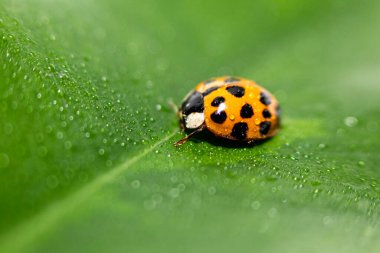 Küçük kırmızı uğur böceği. Yumuşak ve bulanık arkaplan. Makro fotoğraf.