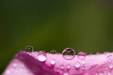 Hassas Macro duvar kağıdı. Su damlalarını yeşil arka plandaki pembe bir yaprağın üzerine damlatın. Seçici odak.