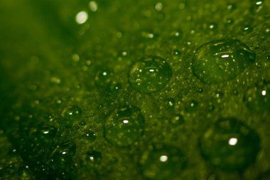 Soyutlama, doğal bulanık arkaplan. Yaprağın üzerine su damlaları, güzel doğal çevre arkaplanı..