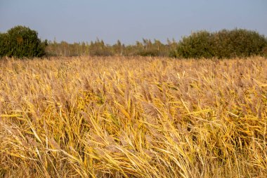 Reed mi? Bir sazlığa yakın çekim. Reed tohumları. Doğanın bileşimi. Altın rengin manzarası.