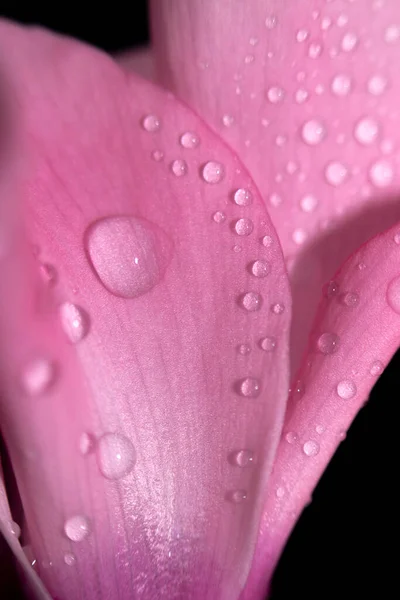 Gotas Água Folhas Rosa Uma Flor Close Com Fundo Escuro — Fotografia de Stock