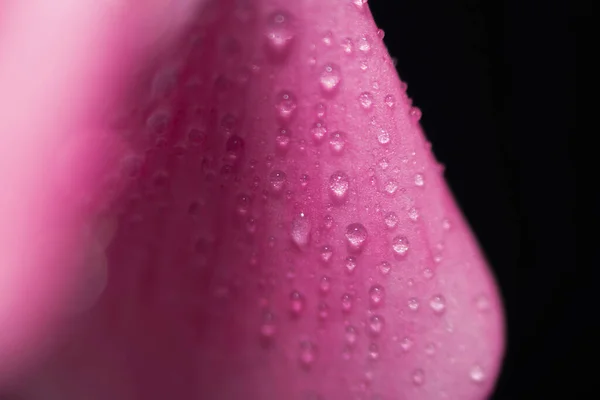 水滴在粉红的叶子上 花朵的特写是深色的 有选择的重点 矿泉概念 — 图库照片