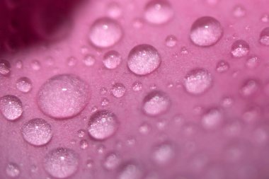 Su, arka planı koyu olan bir çiçeğin pembe yapraklarının üzerine düşer. Seçici odak.