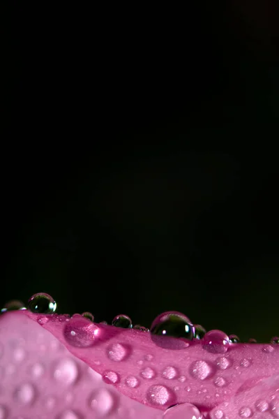 Gotas Água Folhas Rosa Uma Flor Close Com Fundo Escuro — Fotografia de Stock