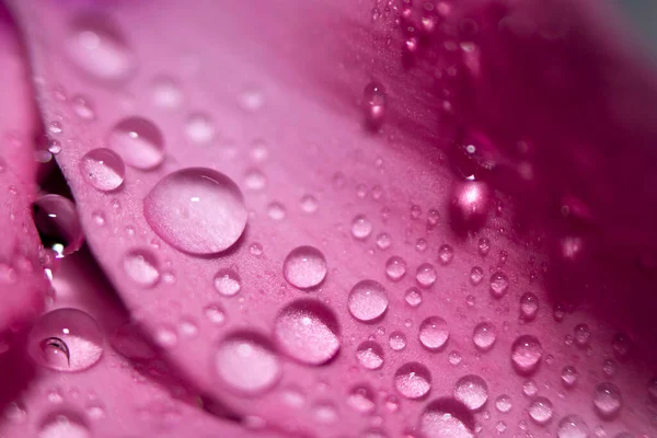 Eau Tombe Sur Les Feuilles Roses Une Fleur Gros Plan — Photo