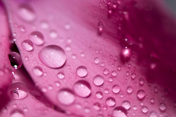 Water drops on pink leaves of a flower close-up with a dark background. Selective focus. Spa concept.